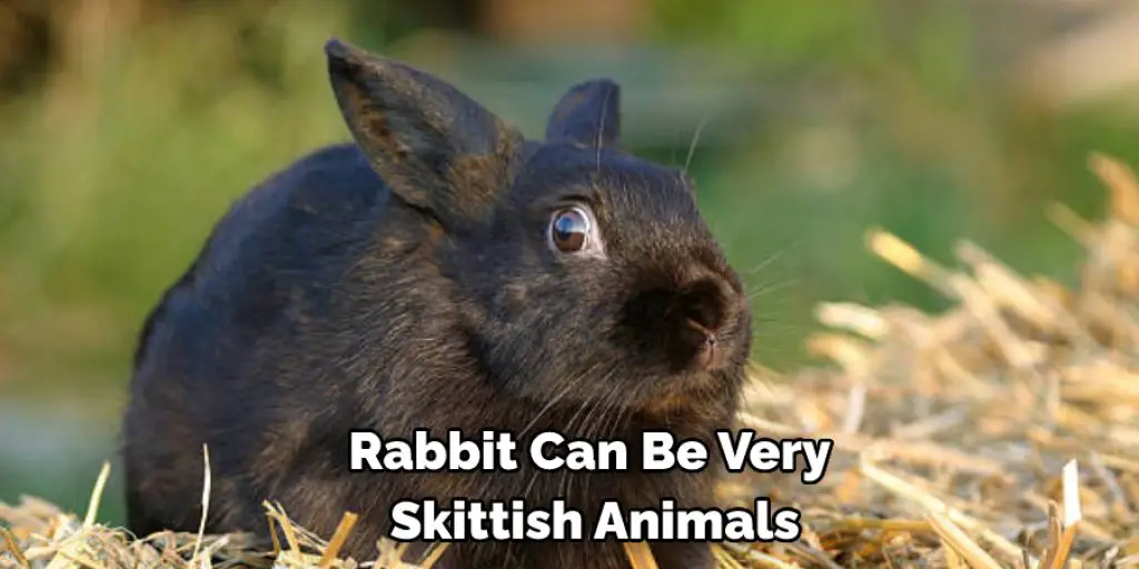 Rabbit Can Be Very  Skittish Animals