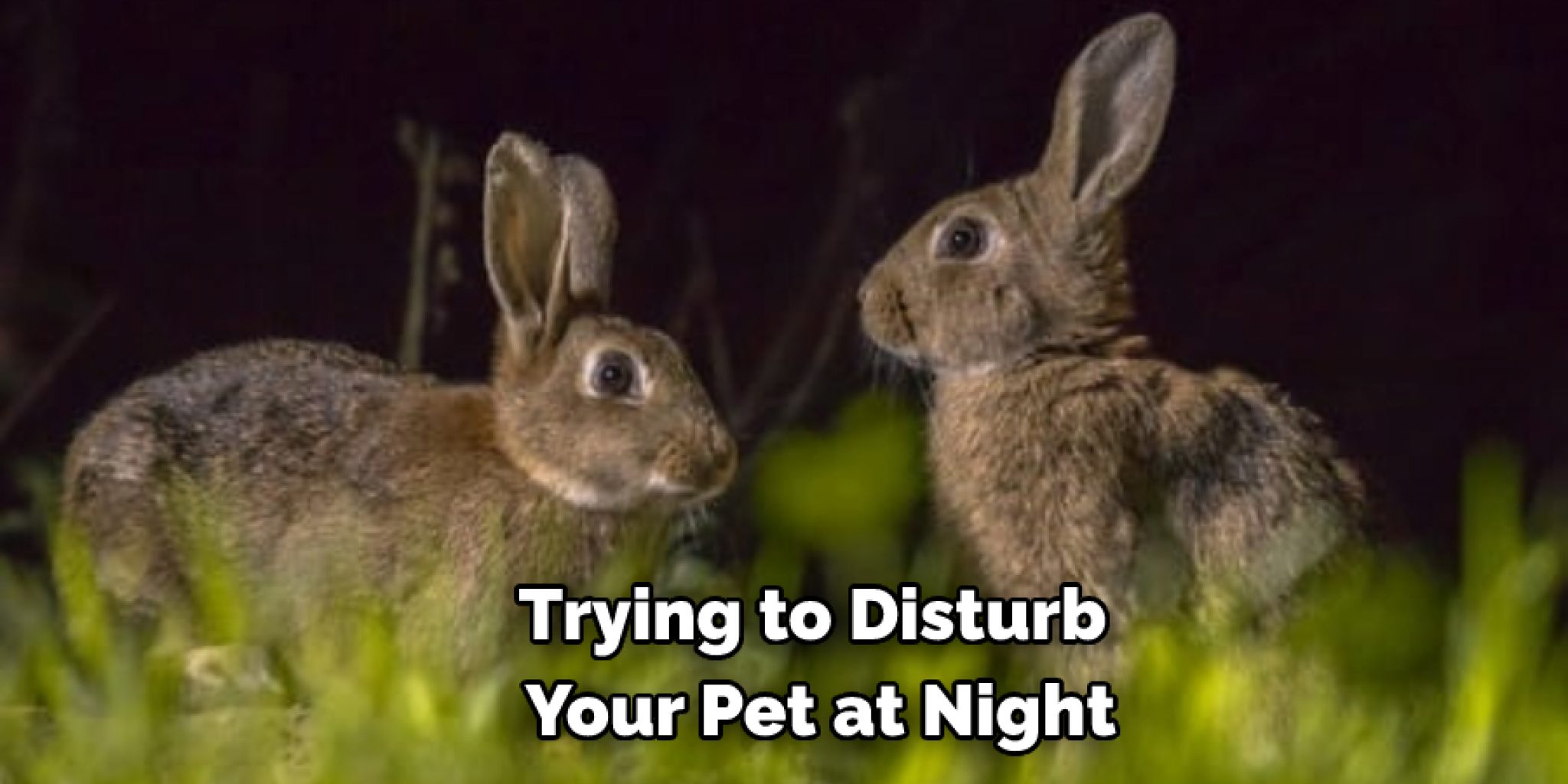 How to Make a Rabbit Sleep at Night 11 Effective Methods