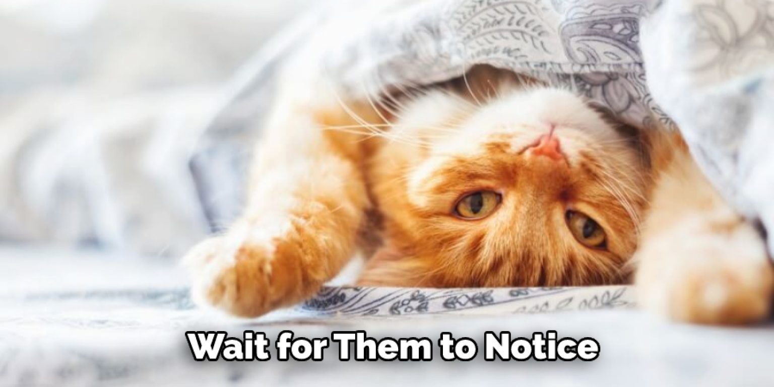 How to Make a Cat Gag 5 Steps Instructions