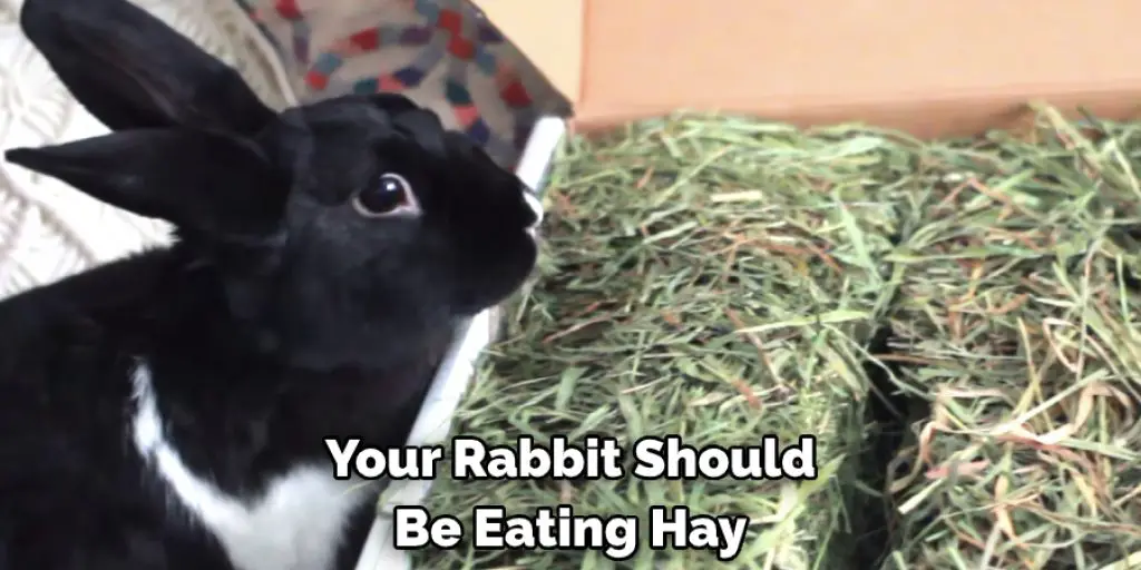 Your Rabbit Should Be Eating Hay