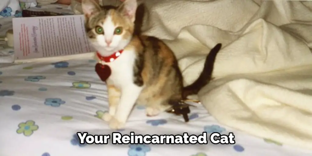 Your Reincarnated Cat