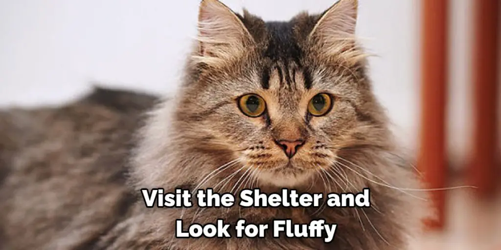 Visit the Shelter and Look for Fluffy