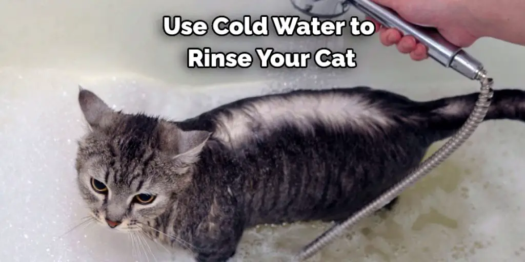 Use Cold Water to  Rinse Your Cat