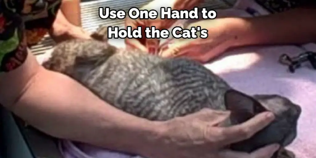 Use One Hand to  Hold the Cat's 