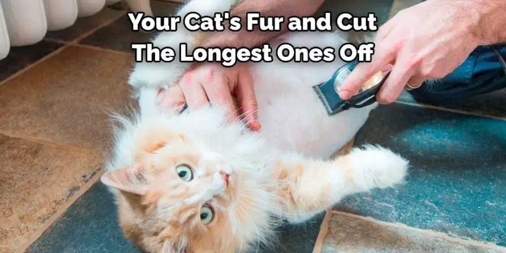 Your Cat's Fur and Cut The Longest Ones Off