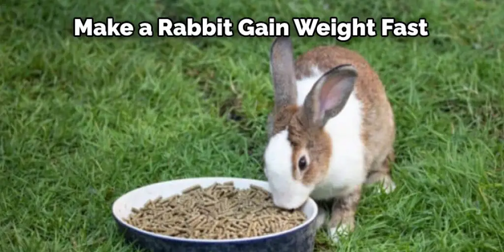 How to Make a Rabbit Gain Weight Fast Described in 08 Steps