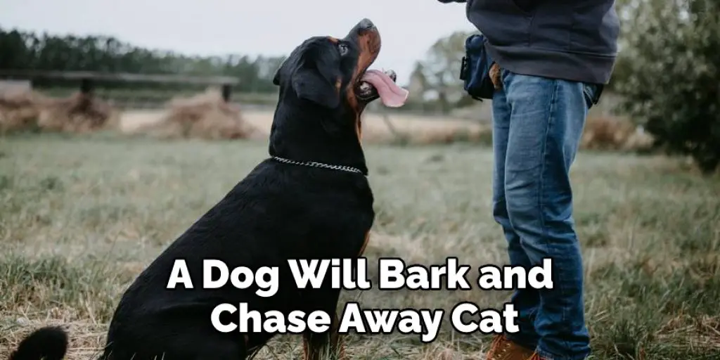 A Dog Will Bark and Chase Away Cat