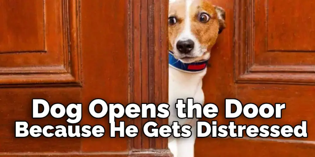 How to Stop Dog From Opening Doors