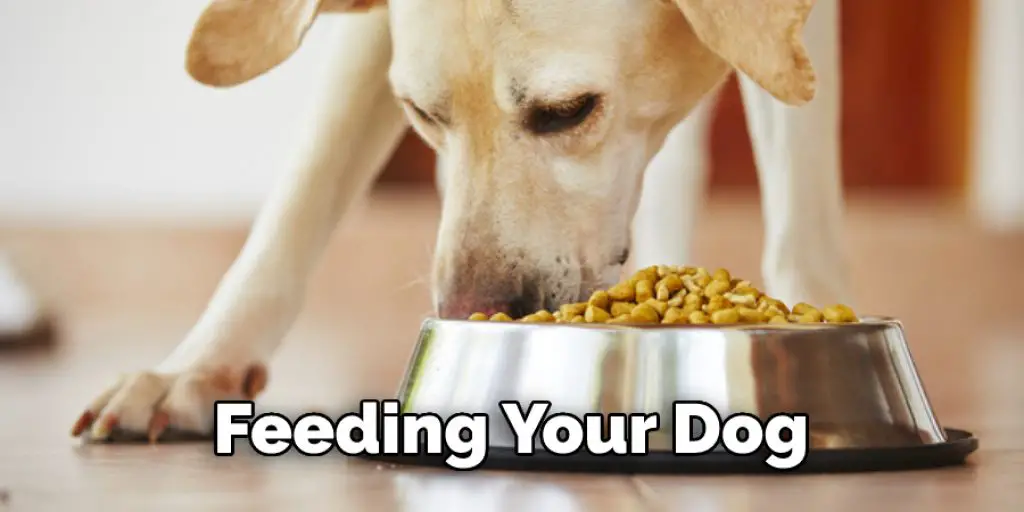 Feeding Your Dog 