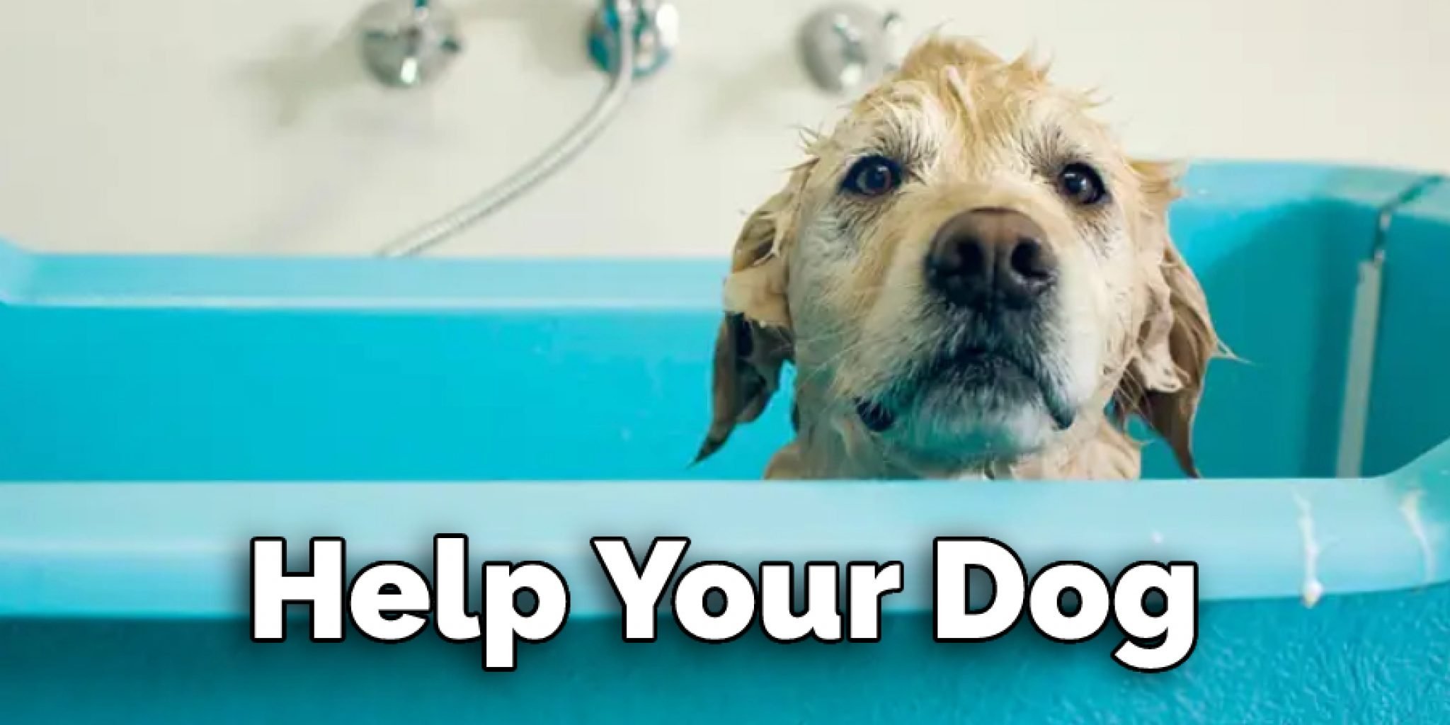 How to Wash a Dog With Eczema 8 Effective Steps (My Pets Guide)