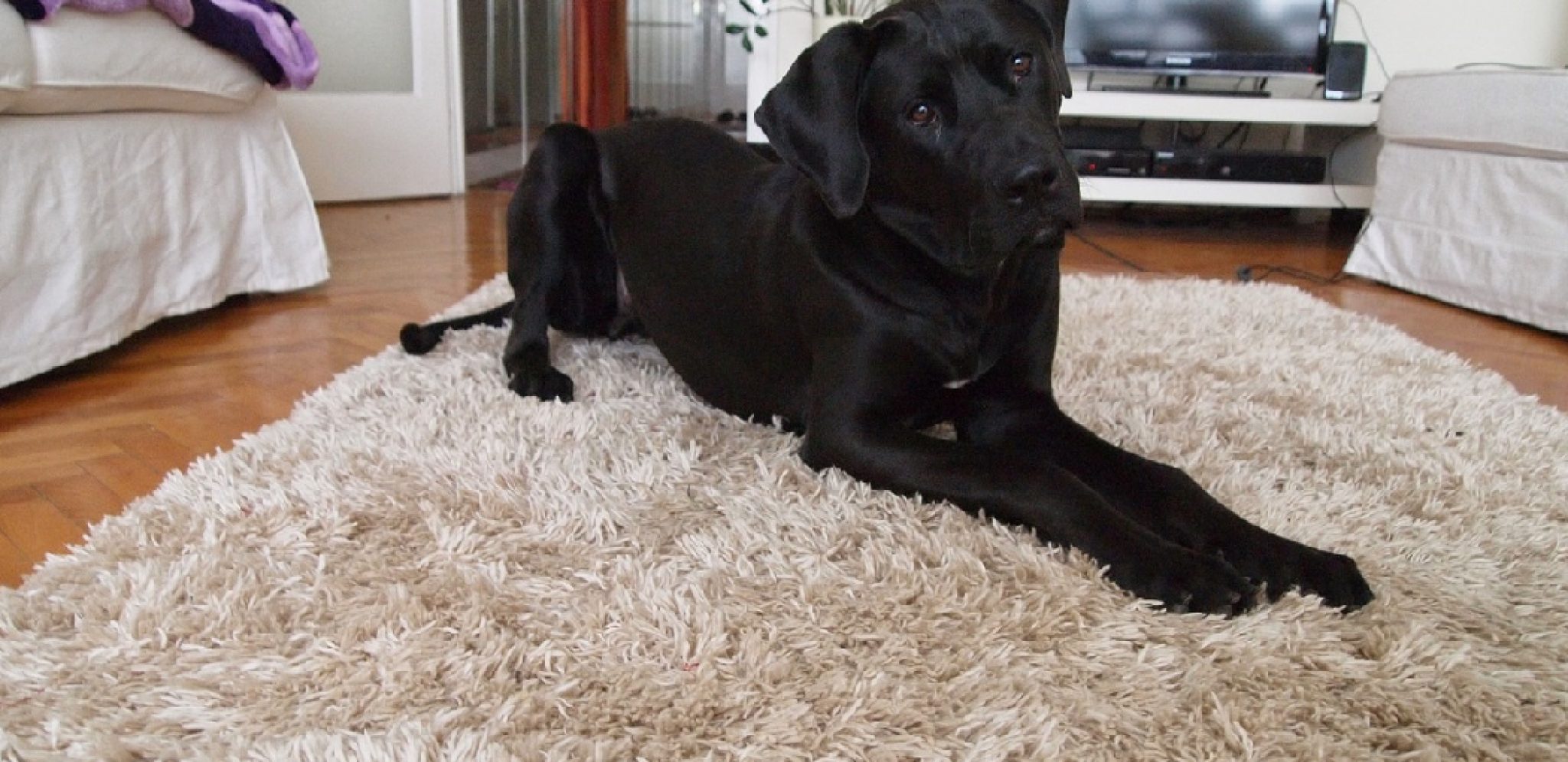 how-to-get-dog-pee-out-of-wool-rug-detailed-guide-my-pets-guide