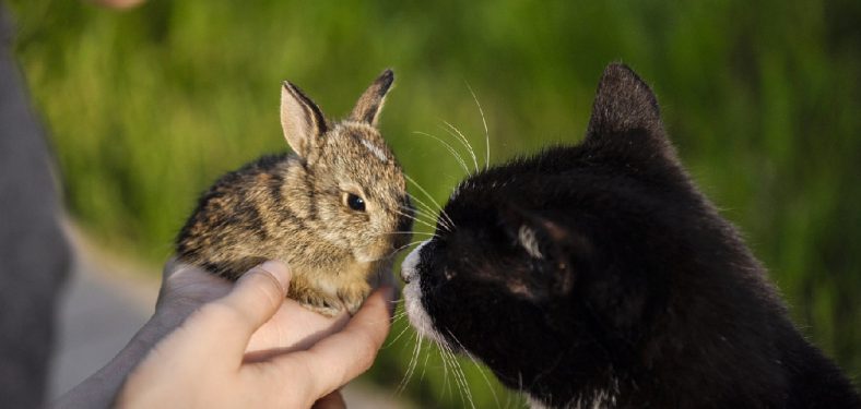 How to Keep Cats Away from Rabbits