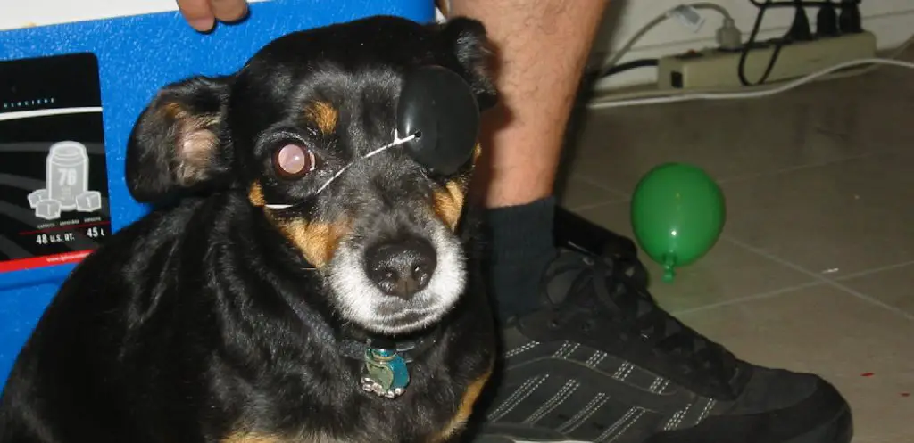 How to Make an Eye Patch for a Dog