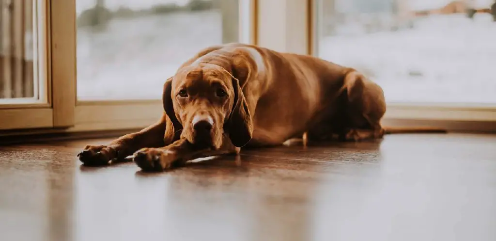 how-to-protect-laminate-floors-from-dog-urine-6-easy-steps