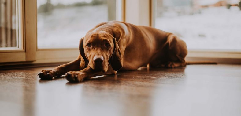 How to Protect Laminate Floors From Dog Urine