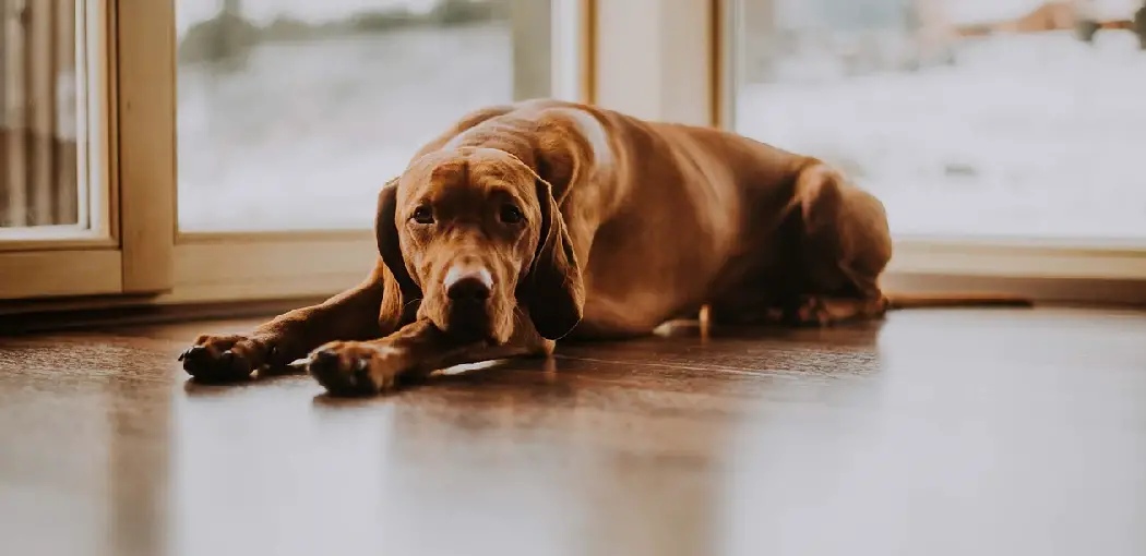 How to Protect Laminate Floors From Dog Urine - 6 Easy Steps