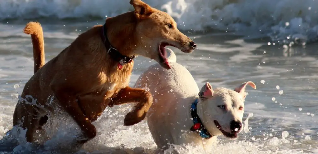 How to Stop Dog Chewing Other Dogs Ears