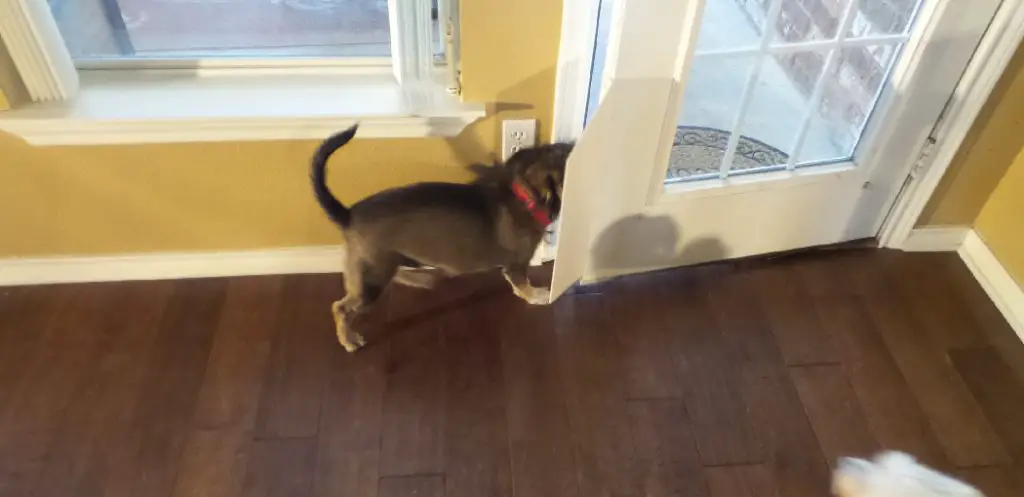 How to Stop Dog From Opening Doors