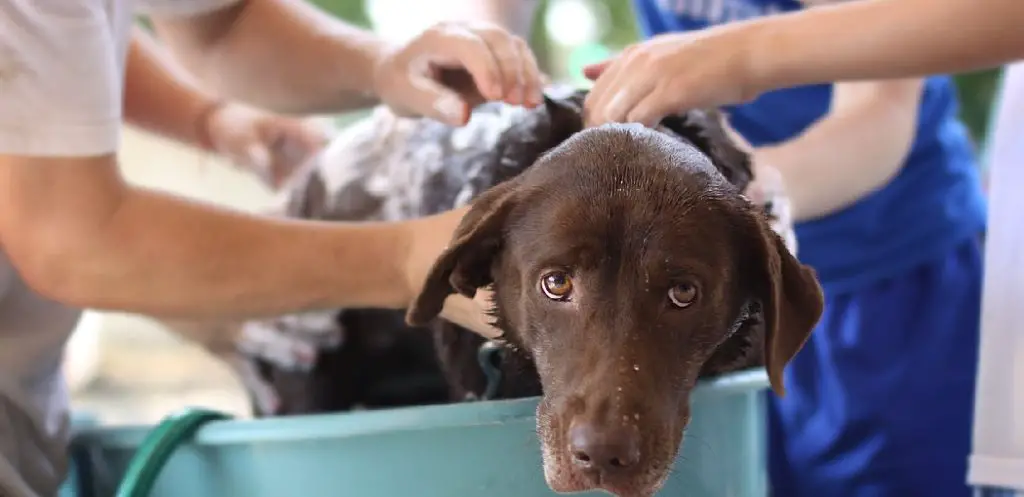 How to Wash a Dog With Eczema