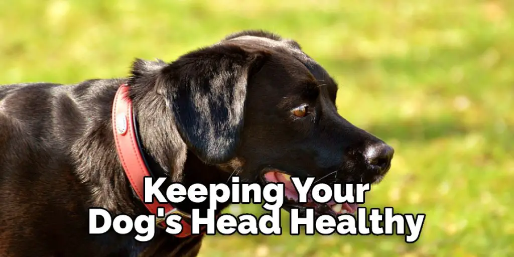  Keeping Your Dog's Head Healthy