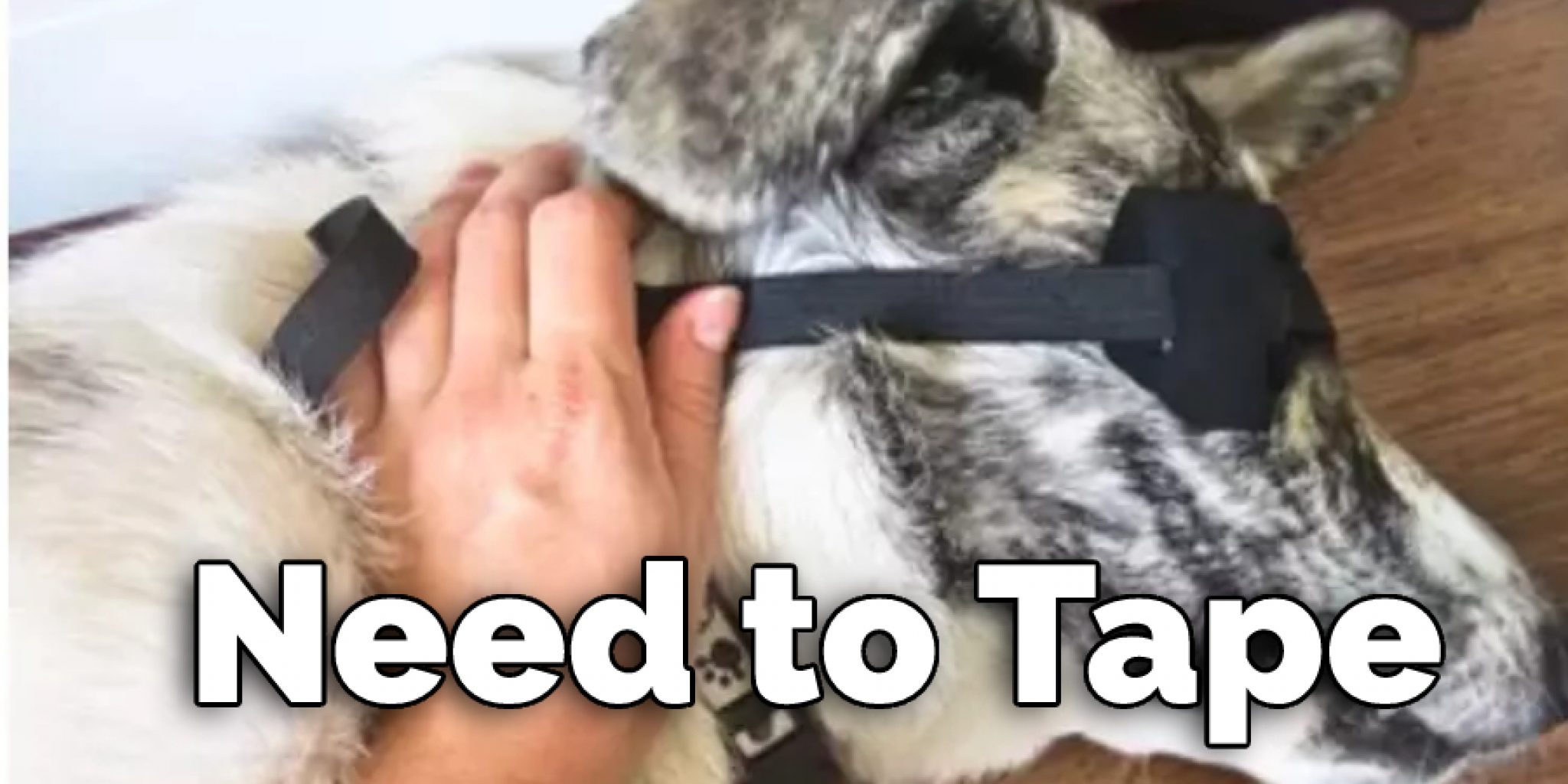 How to Make an Eye Patch for a Dog in 9 Easy Steps