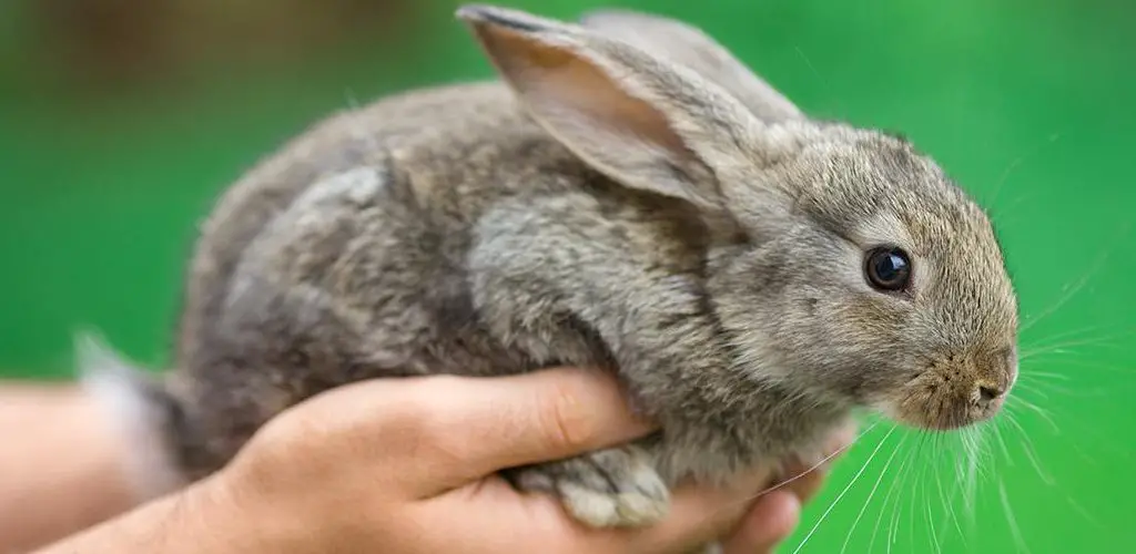 How to Clean Yellow Rabbit Feet
