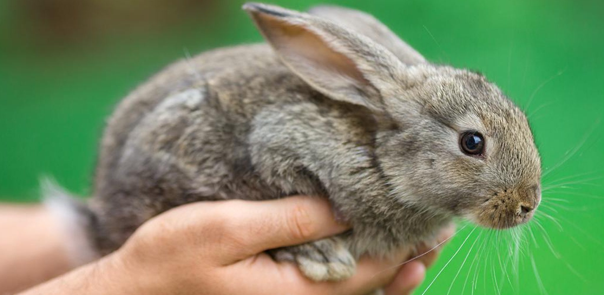 How to Clean Yellow Rabbit Feet in 6 Easy Steps