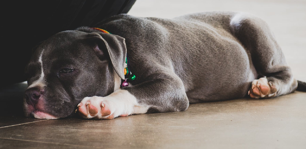 How to Stop Dog Bed From Sliding on Wood Floor 10 Effective Ways