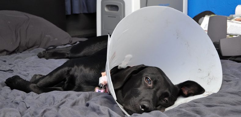 how does a dog sleep with a cone