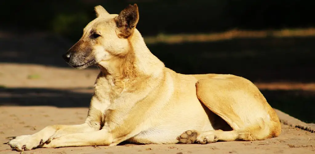 how to train a feral dog