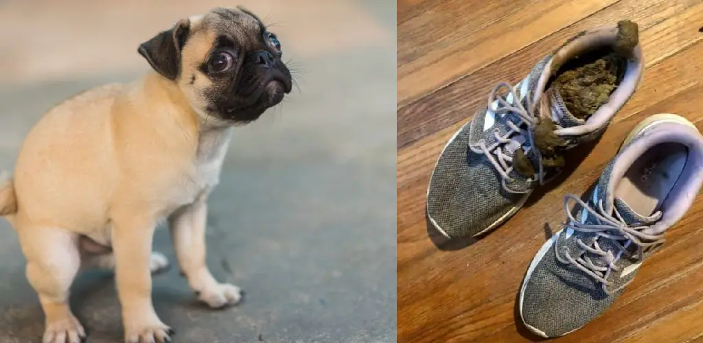 How to Get Dog Poop Off Shoes Quickly
