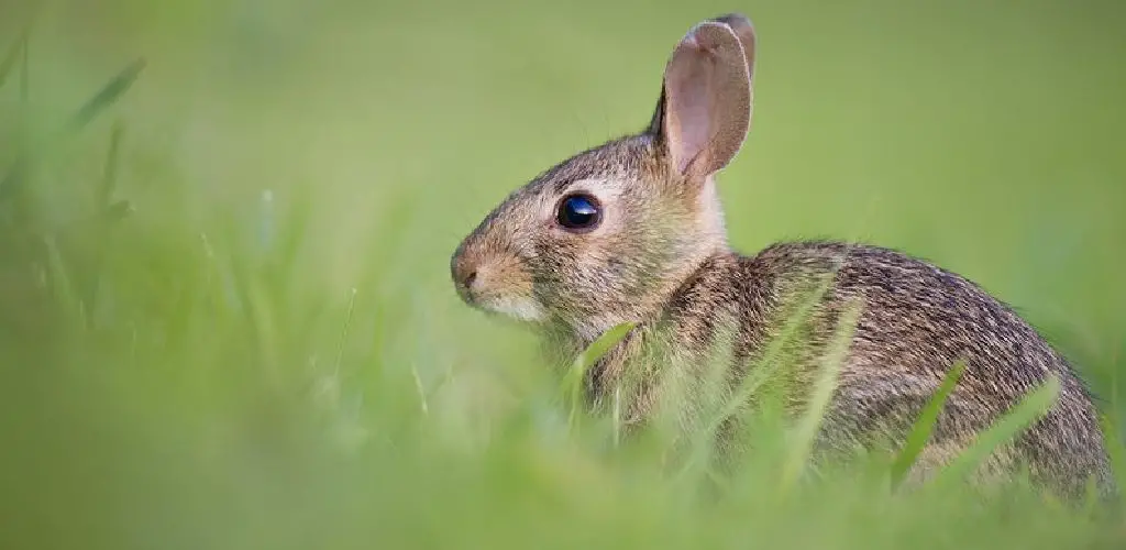 How to Shave a Rabbit