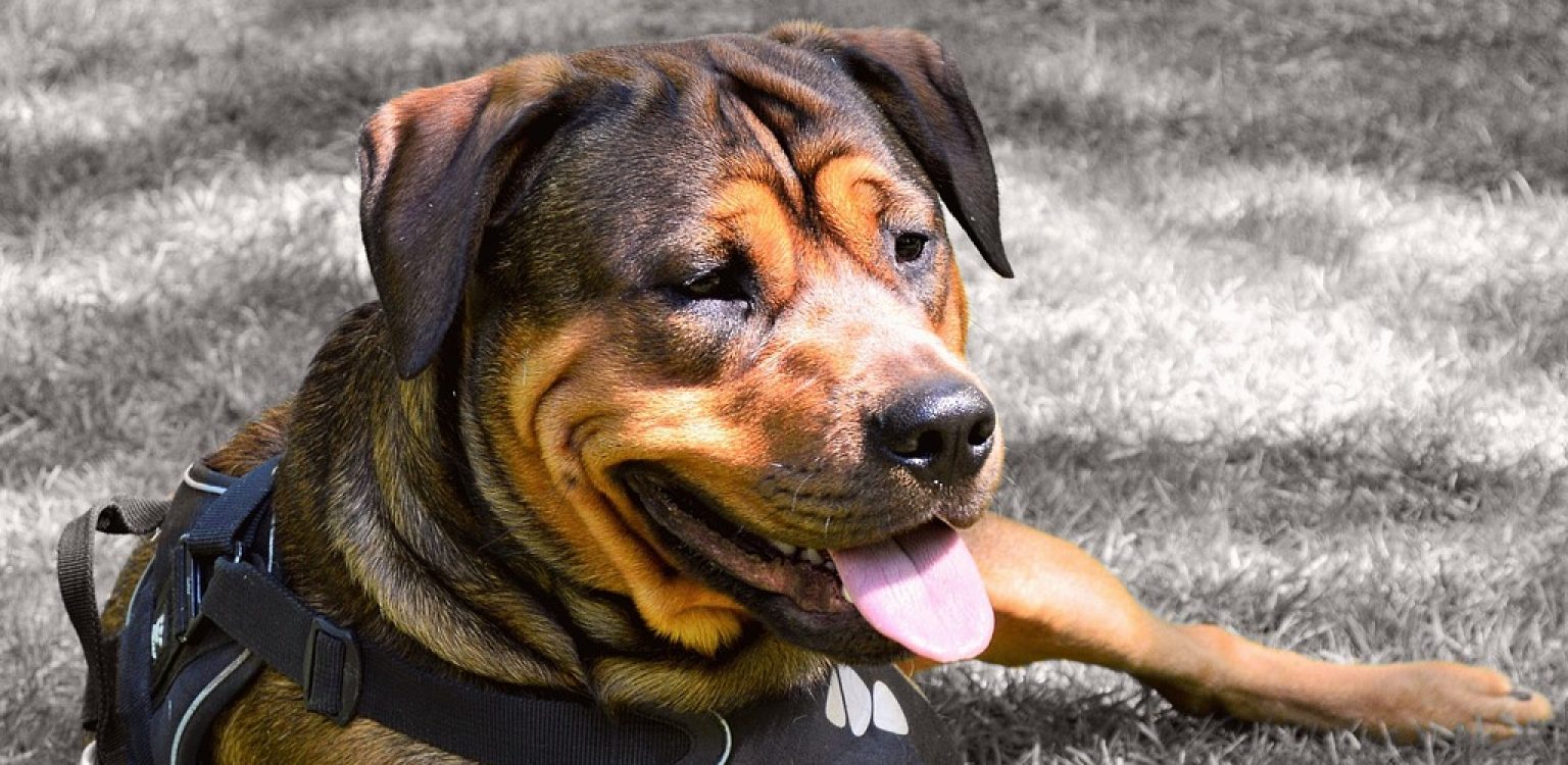 How Do I Stop My Dog from Backing Off His Harness 5 Steps