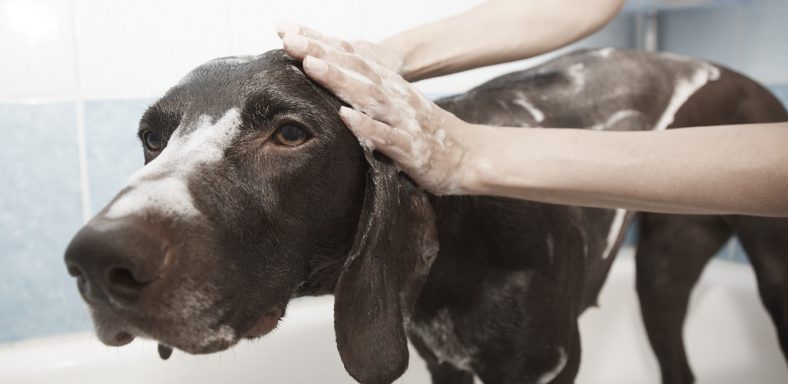 How to Keep Dog Clean Between Baths