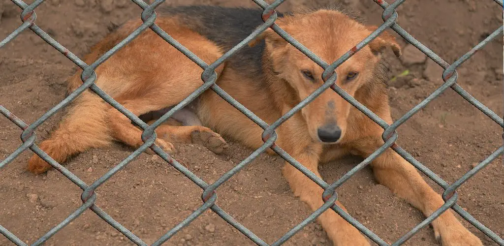 How to Twist Wire for Dog Fence