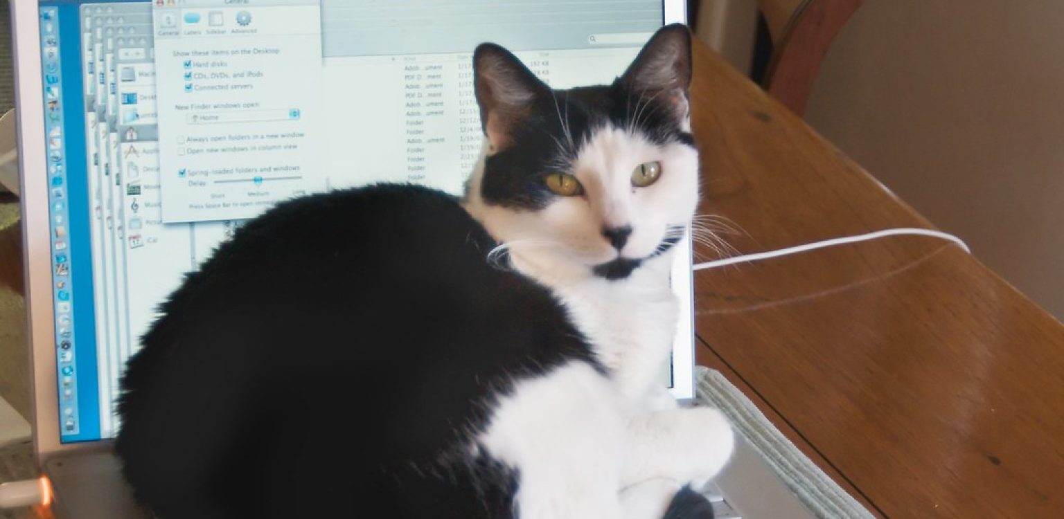 How to Get a Cat Out of a Vent in 10 Steps