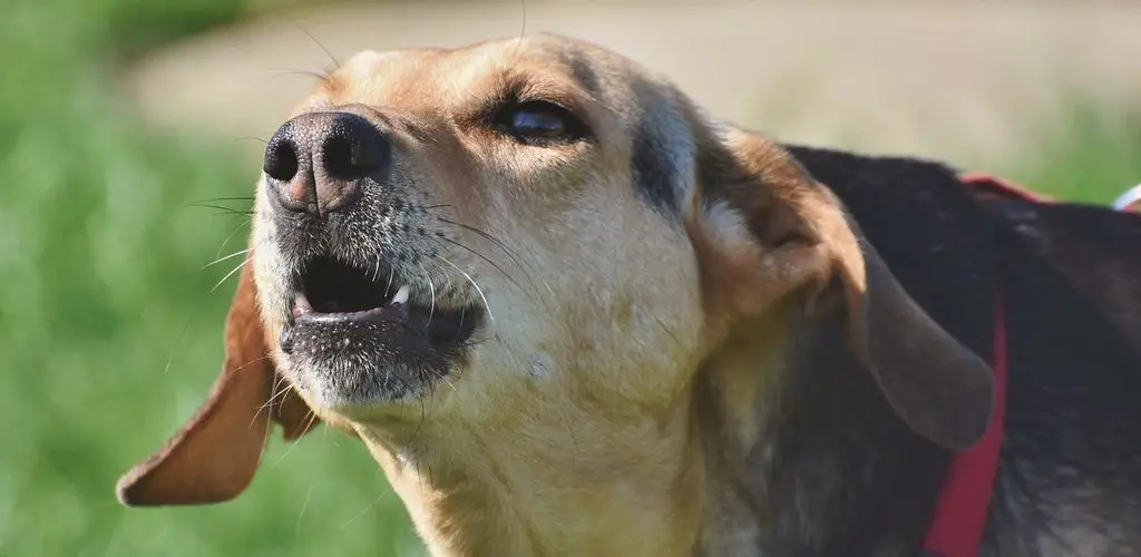 How to Block Out Barking Dog Noise