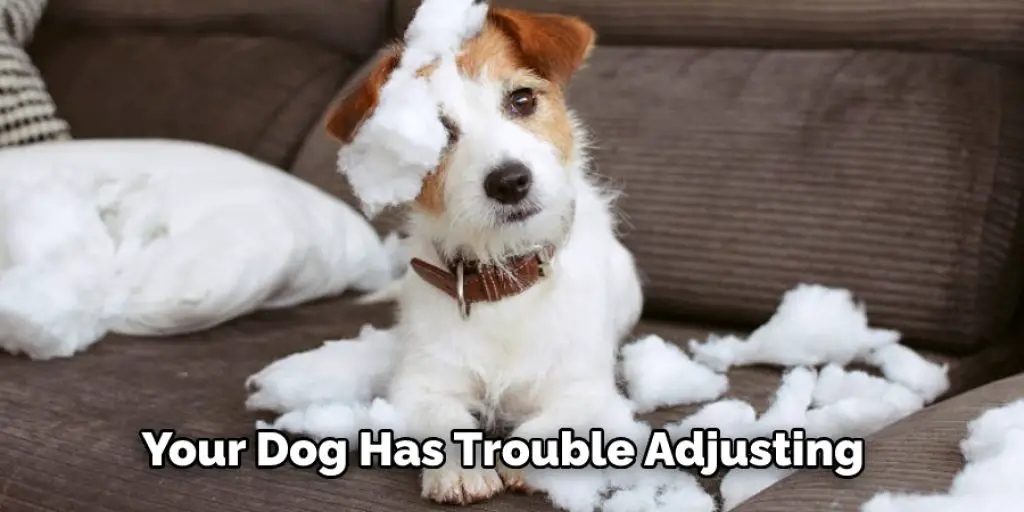 Your Dog Has Trouble Adjusting