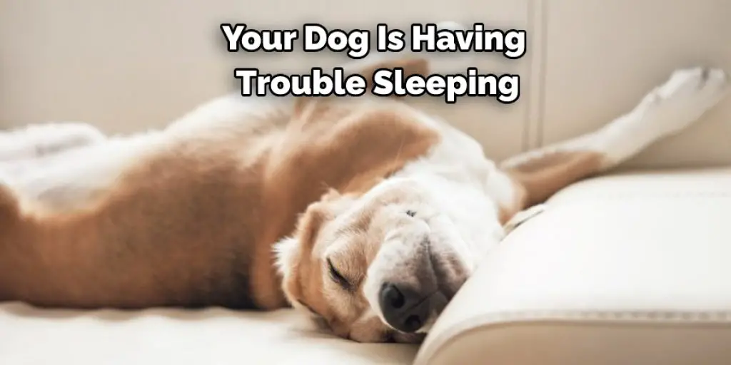 Your Dog Is Having Trouble Sleeping
