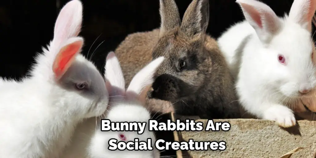 Bunny rabbits are social creatures