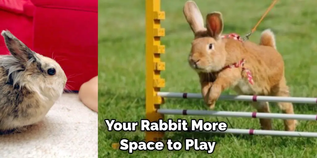 Your Rabbit More  Space to Play