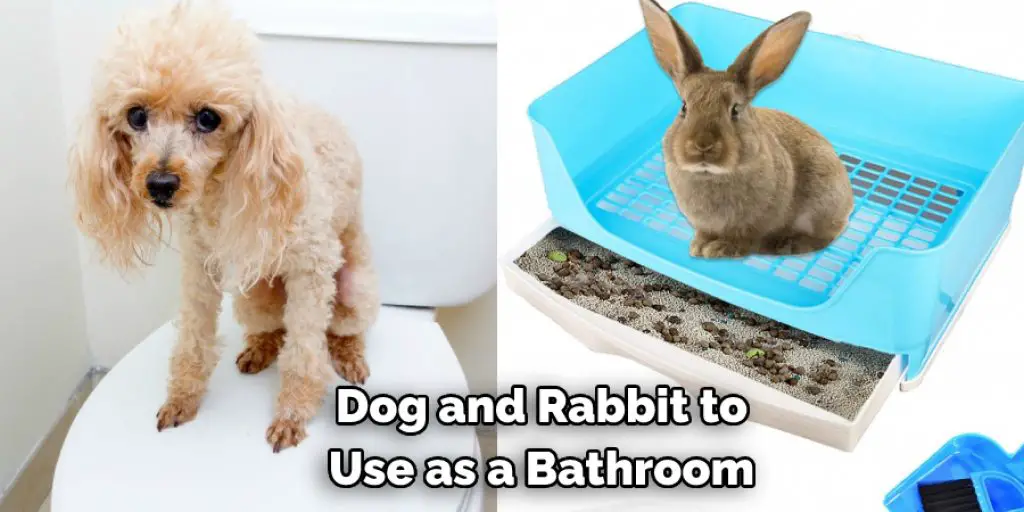  Dog and Rabbit to  Use as a Bathroom