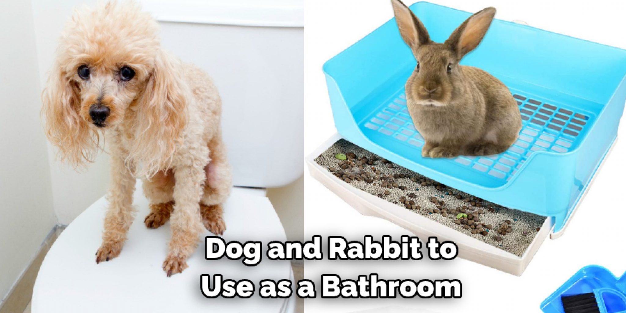 How to Make a Rabbit Cage from A Dog Crate in 13 Steps
