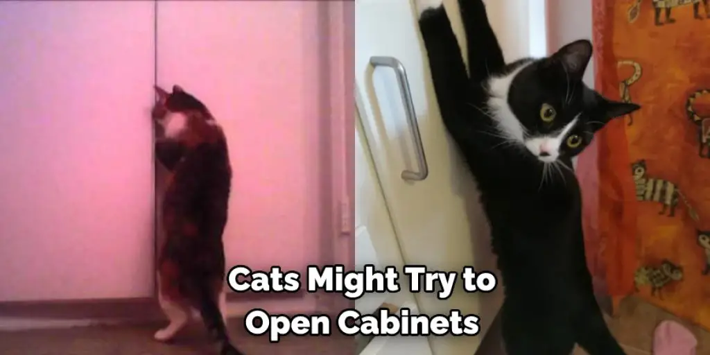  Cats Might Try to Open Cabinets
