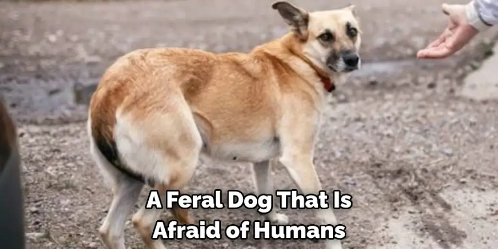 A Feral Dog That Is Afraid of Humans