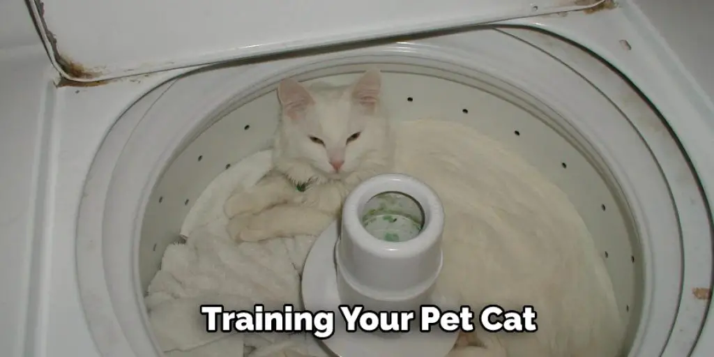 Training Your Pet Cat