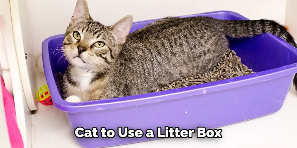 Cat to Use a Litter Box