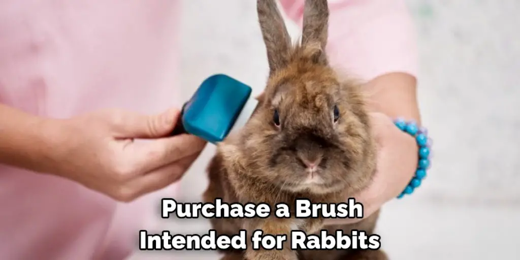 Purchase a Brush Intended for Rabbits 