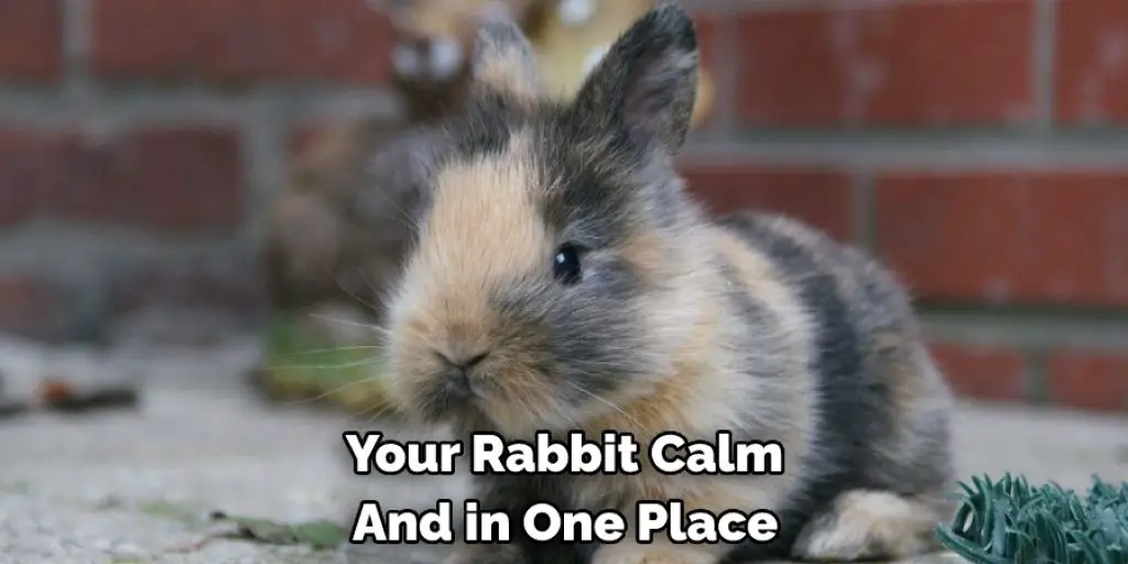  Your Rabbit Calm  And in One Place