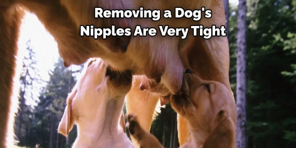 Removing a Dog's  Nipples Are Very Tight